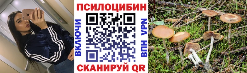 Купить где  Стародуб  Псилоцибиновые грибы мицелий 
